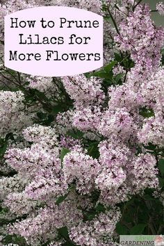 purple lilacs with text overlay how to prune lilacs for more flowers