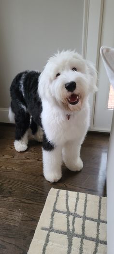 a small white dog standing on top of a hard wood floor next to a door