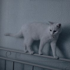 a white cat standing on top of a radiator next to a blue wall