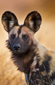 a close up of a hyena in the grass with it's ears open