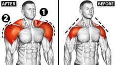 an image of a man's back showing the muscles and how they are used to perform