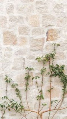 a plant growing out of the ground in front of a stone wall