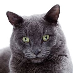 a gray cat with green eyes sitting on top of a white surface and looking at the camera