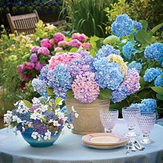 blue and pink hydrangeas are on a table in front of a garden setting