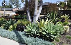 a garden with lots of plants and trees in the front yard, next to a house