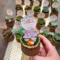 a person holding up a small succulent plant in front of many potted plants