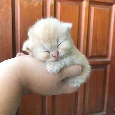 a small white kitten sleeping on top of someone's arm in front of wooden doors