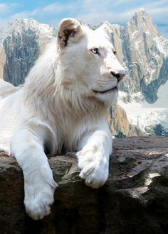 a white polar bear sitting on top of a rock wall with mountains in the background