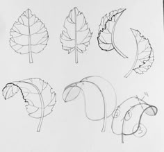 four different types of leaves drawn on paper