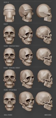 the different types of skulls are shown in this graphic style, and it is easy to see