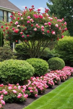 pink flowers are blooming in the bushes next to green grass and a large house