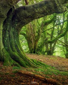 an old tree with moss growing on it's trunk and the words, you will find something more in wood than in rocks