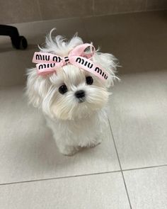 a small white dog with a pink bow on it's head