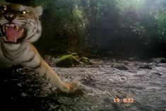 a large tiger walking across a river with its mouth open