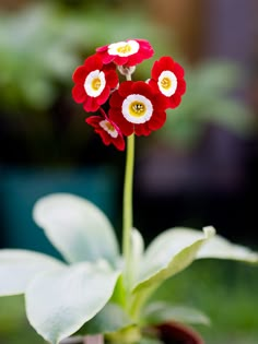 three red and white flowers with yellow centers in a green planter filled with potted plants