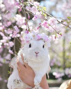 a person holding a small white rabbit in their arms with pink flowers on it's head