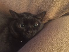 a black cat laying on top of a couch with it's eyes wide open