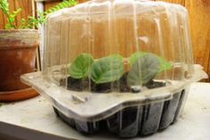 some plants are growing out of a plastic container