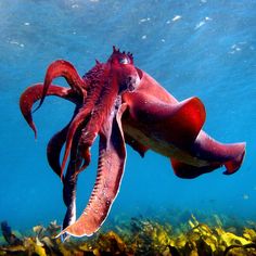 an octopus swims in the ocean with its tentacles stretched out to eat food from it's mouth