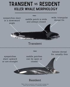 an orca whale is shown with its description