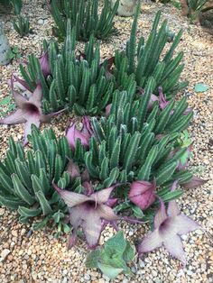 purple flowers and green leaves on the ground