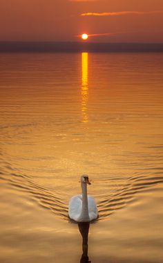 a white swan floating on top of a body of water under a sun set over the ocean