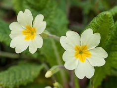 two small white flowers with yellow centers in the middle of some green leaves and grass