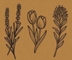 three different types of flowers on a brown background