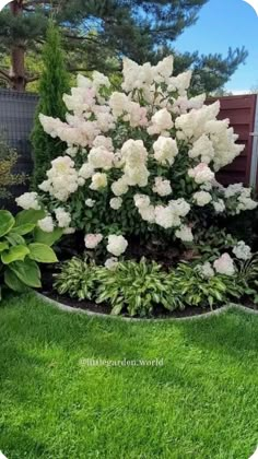 white flowers are blooming in the middle of a green garden area with grass and shrubs