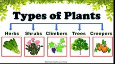 different types of plants that are labeled in the text above it is an image of what they