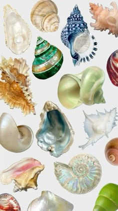 many different types of seashells on a white background