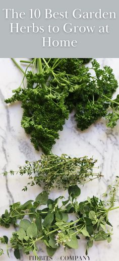 the 10 best garden herbs to grow at home