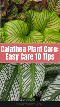 calathea plant care - easy care 10 tips