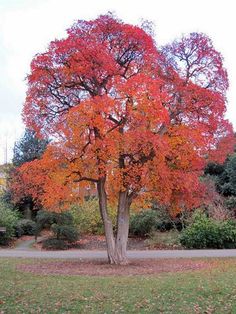 an orange tree in the middle of a park with lots of leaves on it's ground