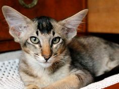 a cat laying on top of a bed next to a wooden dresser with drawers in the background