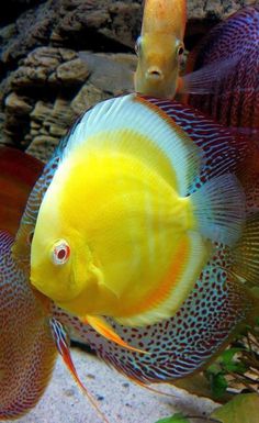 two yellow and blue fish in an aquarium