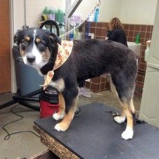 a black and brown dog standing on top of a table