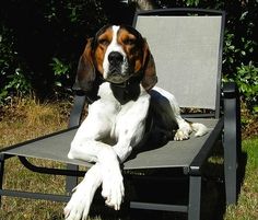 a brown and white dog sitting on top of a black lawn chair in the grass