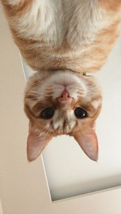 an orange and white cat looking up at the camera with its front paws on it's head