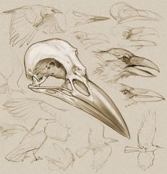 a drawing of a bird with a skull in it's beak and other birds around it