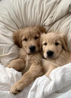 Dog Asthetics Photos, Golden Retriever Puppy Pictures, Golden Retriever Puppy Aesthetic, 2 Puppies, Puppy Aesthetic, Two Puppies, Happy Expression, Garbage Dump, Chien Golden Retriever