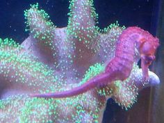 a pink seahorse in an aquarium with green and white algae on it's back