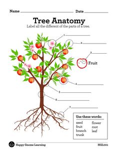 the tree anatomy worksheet for kids to learn and practice their plant life skills