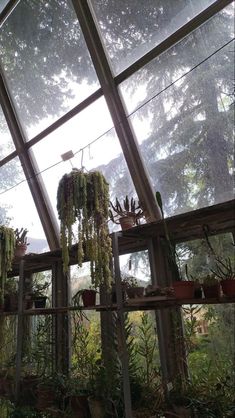 the inside of a greenhouse with lots of plants hanging from it's ceiling and windows