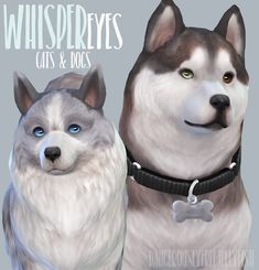 the two dogs are wearing collars and have blue eyes