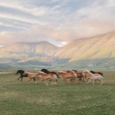 several horses running in a field with mountains in the backgrouds and clouds in the sky