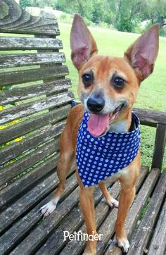 a small brown dog wearing a blue bandana on top of a wooden park bench