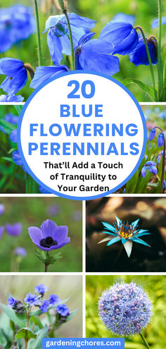 20 Mesmerizing Blue Flowering Perennials for a Serene and Relaxing Garden Blue Perennial Flowers, Blue Salvia, Blue Flowers Plants, Blue Flowering Plants Perennials, Blue Perrenial Plants, Blue Phlox Flower, Blue Veronica Flowers, Electric Blue Penstemon, Phlox Blue Paradise