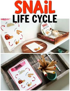 the snail life cycle is an easy activity for kids to learn how to use it