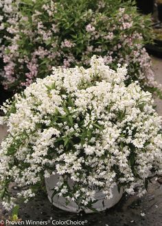 white flowers are growing in a pot on the ground